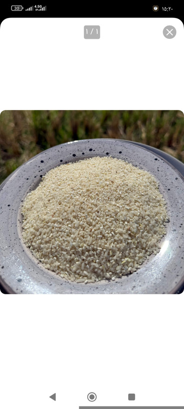 نیم دانه (خورده برنج)چمپا اصل