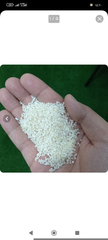 نیم دانه (خورده برنج)چمپا اصل